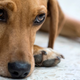 Image for article titled Animal Abuse Including 'Crushing' and 'Burning' Is Now a Federal Felony